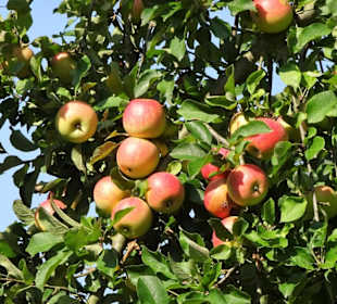In der Streuobstwiese des Arboretum