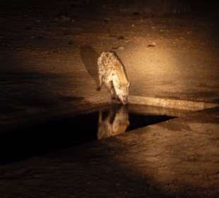 Hyäne gesichtet beim Abend-Game-Drive