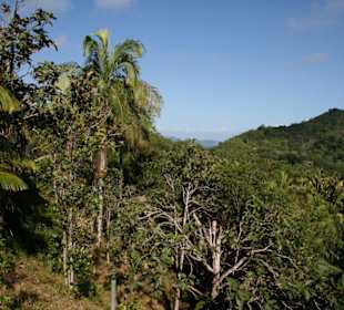 Praslin, Vallee de Mai