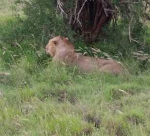 Sarova Salt Lick Game Lodge