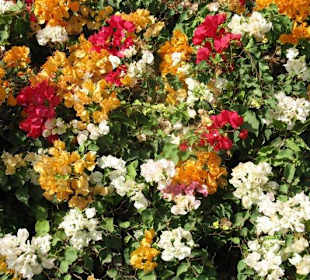 Bouganvillien bei Oasis Park