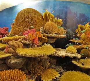 Im Korallenriff des Übersee-Museums