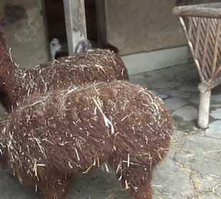 Südamerikabereich - Alpakahaus