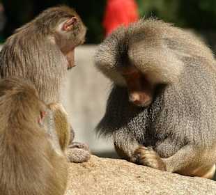 Habe gehört, der Papst kommt 
