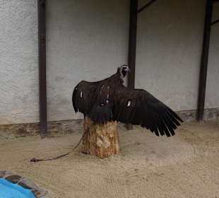 Greifvogel-Gehege