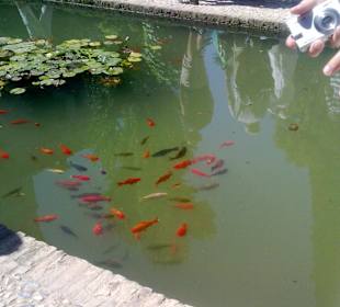 Generalife - Goldfische