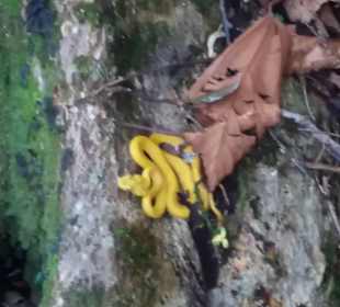 Eyelash Viper