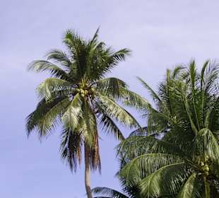 Große Kokosnusspalme