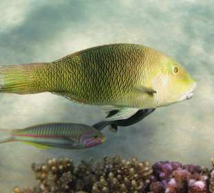 Schnorcheln Makadi Bay