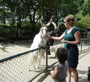 Girgentanaziege und Walliser Schwarzhalsziege