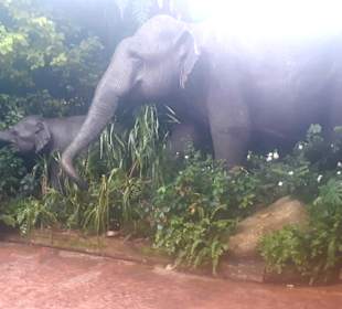 Singapur Zoo