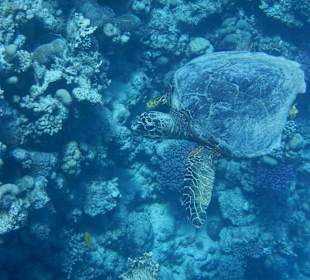 Dreibeinige Schildkröte am Nordriff