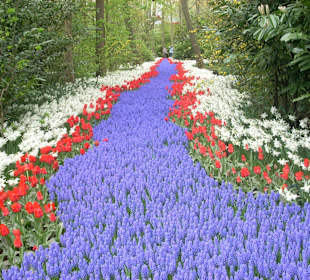 Rzeka kwiatów w Keukenhof