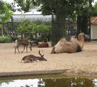 Artis Zoo Tiere