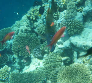 Hotel Sea Life Resort