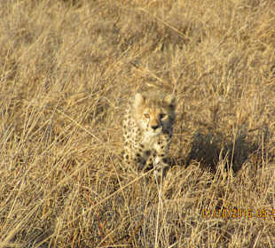 Geparden-Junges