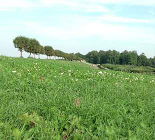 Dolny park w Peterhofie