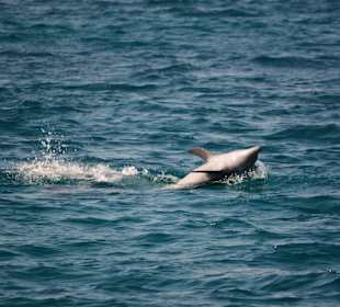 Delphinsafari mit Mo
