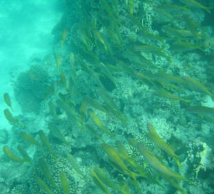 Fischschwarm bei Riff der Giftun Inseln