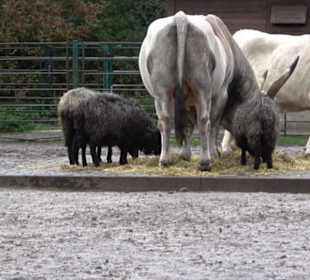 Tierpark 