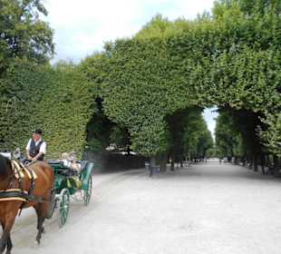 Schlosspark Schönbrunn