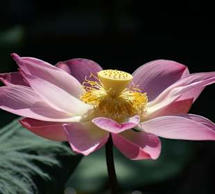 Pura Taman Ayun (West-Bali)