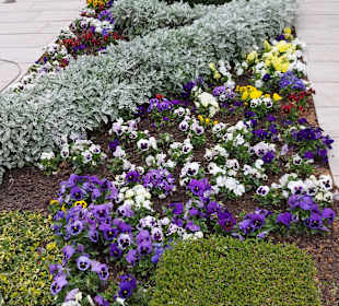 Albena 