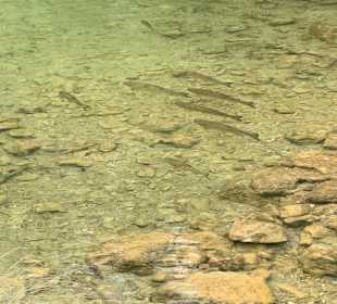 Wilde Forellen im Bach