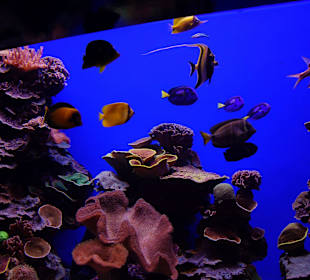 Sehr schön, als wäre man selber tauchen würde.