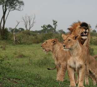 Masai Mara