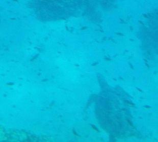 Schwimmende Schildkröte 