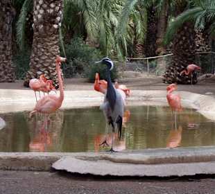 Gran Canaria - Spanien