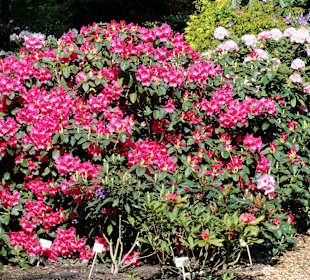Spaziergang durch den Rhododendronpark Westerstede