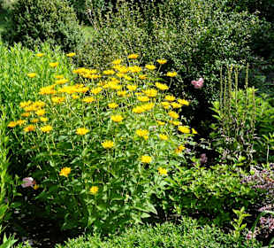 Spaziergang durch den Dorfgarten Dötlingen