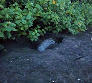 Schildkröte bei der Eiablage