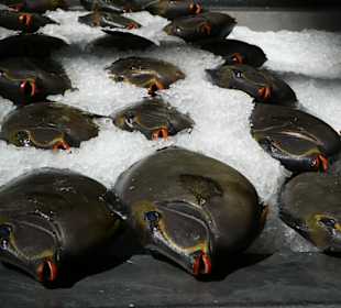 ..wären doch besser ins Aquarium gegangen