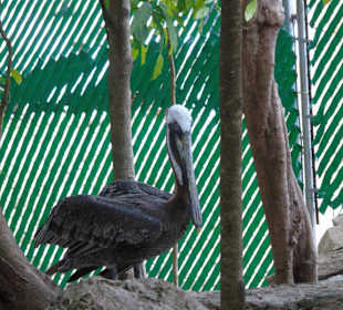 Xaman Ha Bird Park