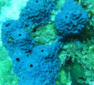 Koralle am Coral Gardens Point