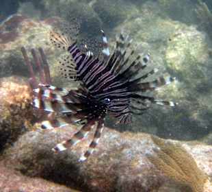 Feuerfisch