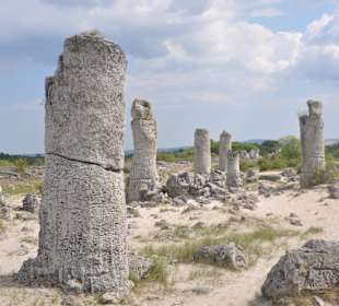 Stone Forest