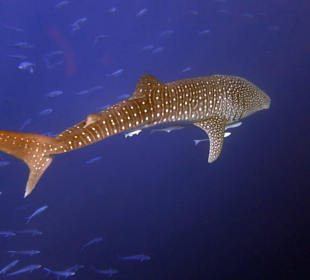 Einfach der Wahnsinn