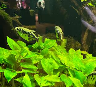 Aquazoo Löbbecke Museum Düsseldorf