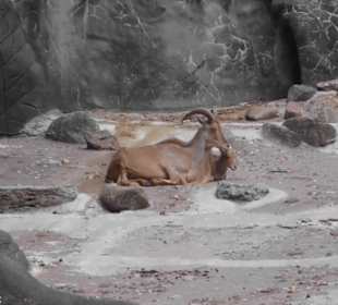 Tierpark Hagenbeck