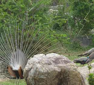 Mann versucht 3 Frauen zu beeindrucken