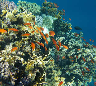 Das Flamenco-Hausriff