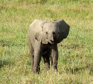 Hallihallohallöchen Mzungu!