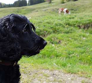 Wandern Balderschwang