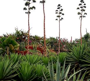 Botanischer Garten Viveiro