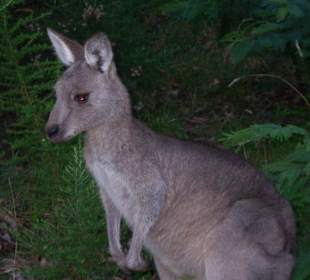 Känguru im Cardinia Park