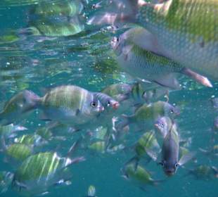 Buntekleine Fische